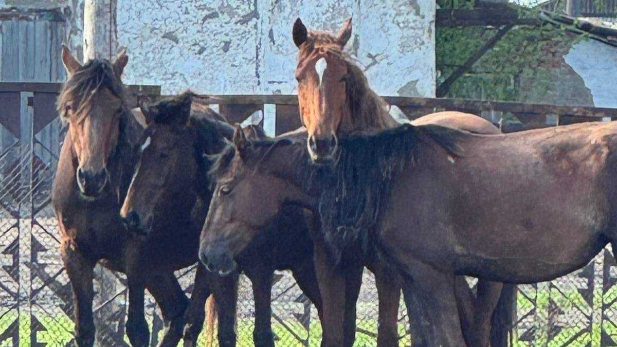Пропавших лошадей нашли с помощью дрона в Костанайской области