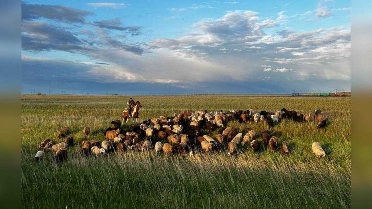 Полицейские вернули пропавшую отару овец жителю Акмолинской области