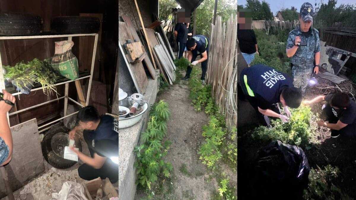 Плантация на сотни кустов: в Караганде накрыли крупное наркоподворье