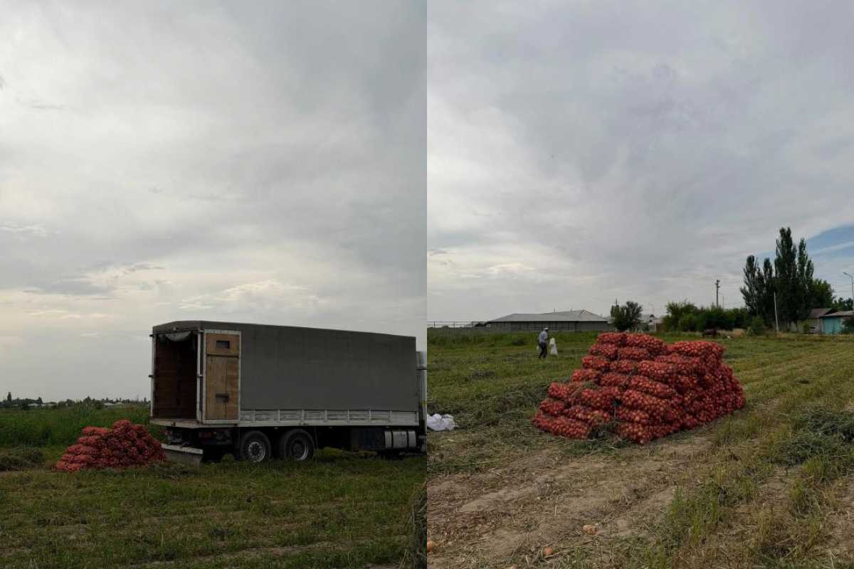 В Туркестанской области собирают лук и готовятся к уборке капусты