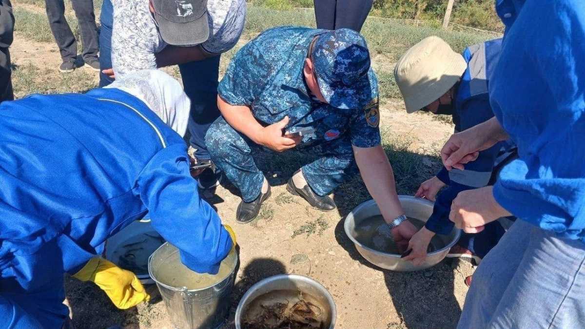 Более миллиона мальков осетра выпустили в реку Жайык в Атырауской области
