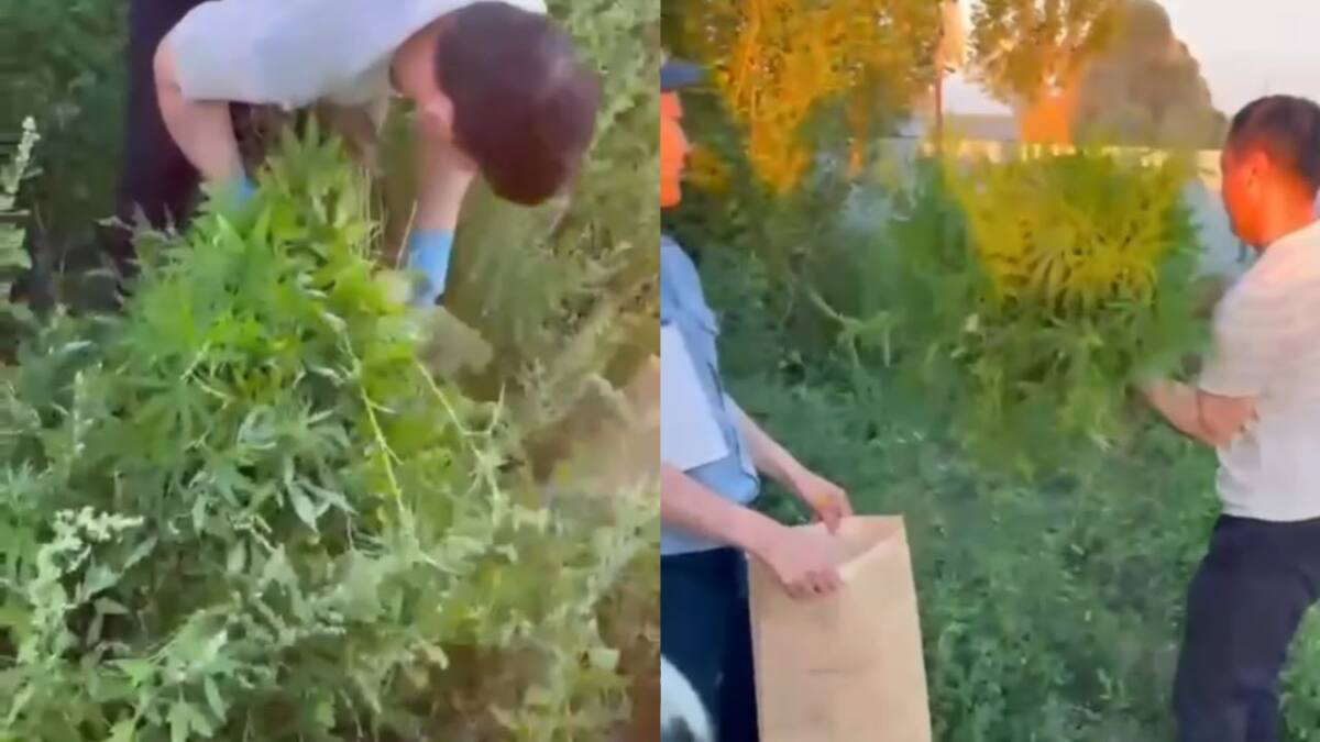 Плантацию конопли нашли во дворе дома жителя Актюбинской области