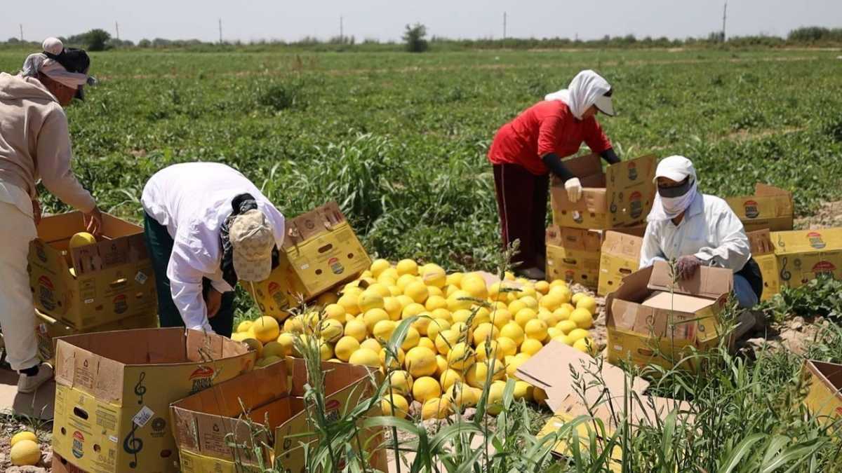 В Туркестанской области собрано 1100 тонн дынь и арбузов