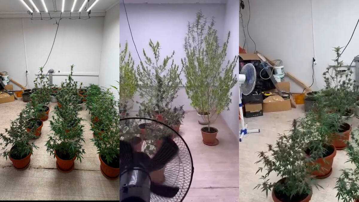 Полицейские выявили подпольную наркоплантацию в Алматы