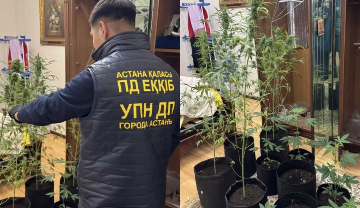 Домашнюю наркоплантацию обнаружили у таролога в Астане