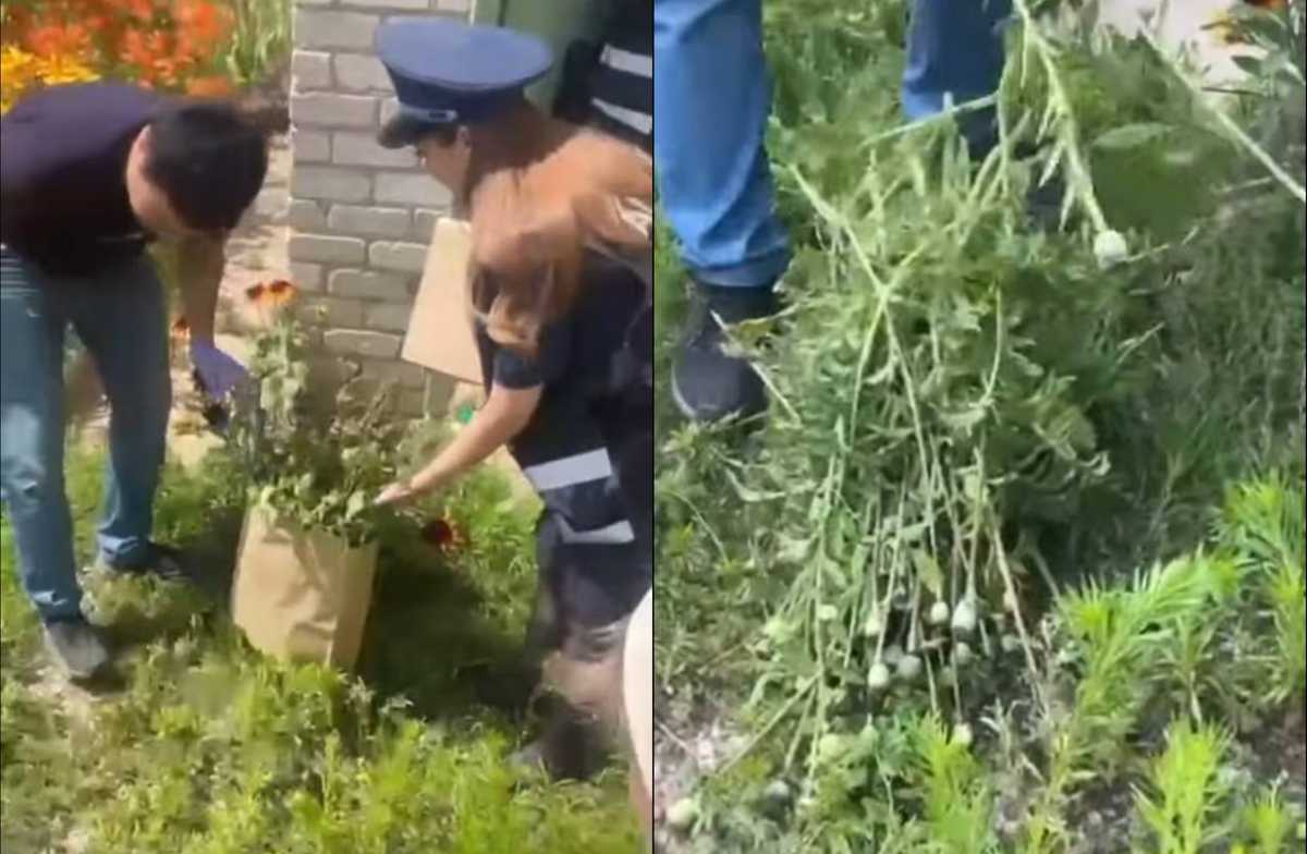Пенсионер выращивал мак на даче в Актобе: полиция начала расследование