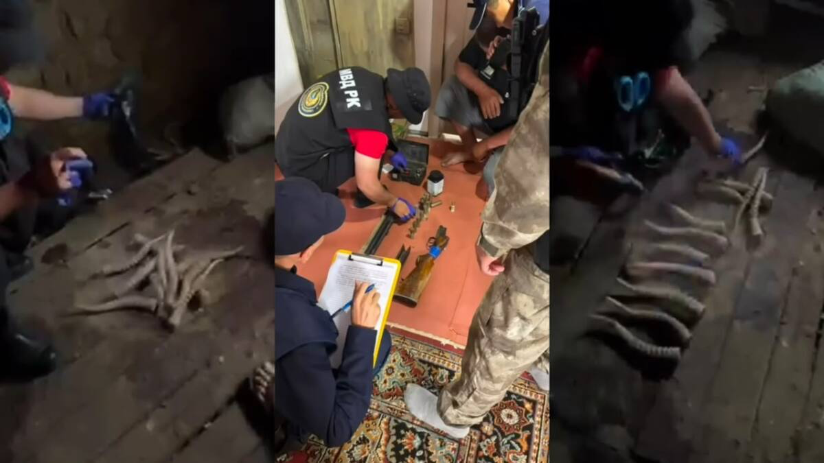 Туши сайгака и десятки рогов нашли у жителя Актюбинской области
