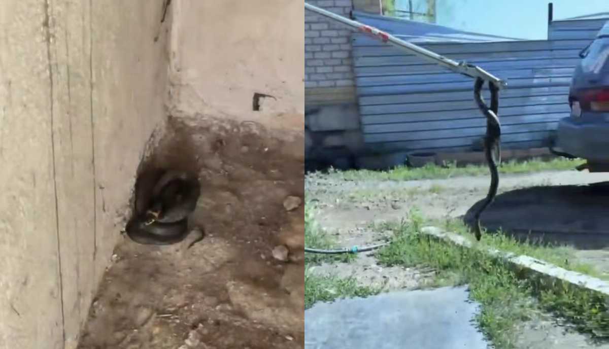 Опасный гость: змею обнаружили в частном доме в Астане