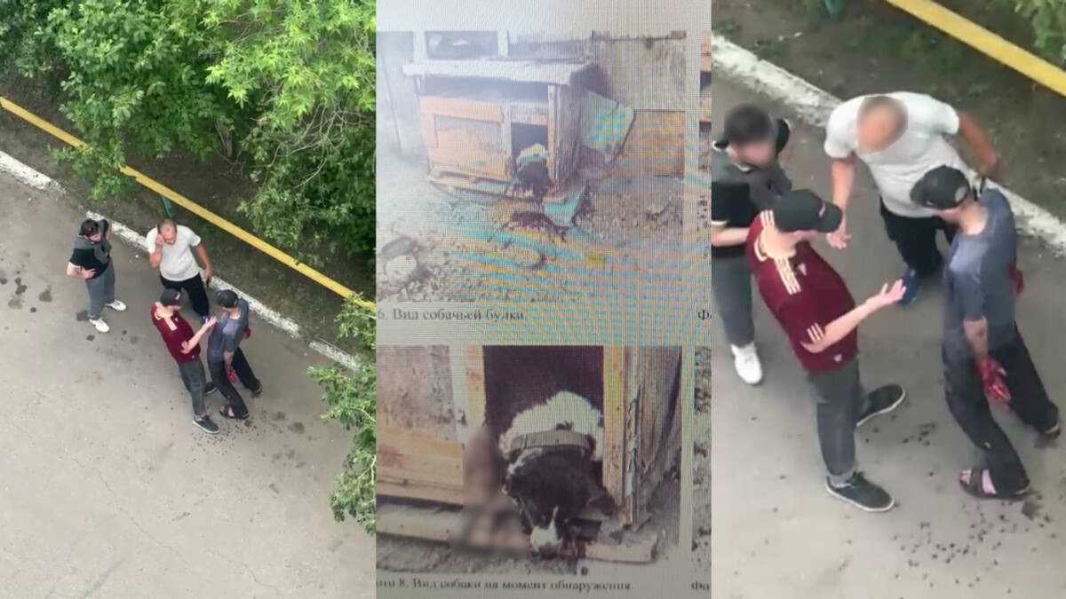 Житель Петропавловска зарезал дворового пса: дело передано в суд