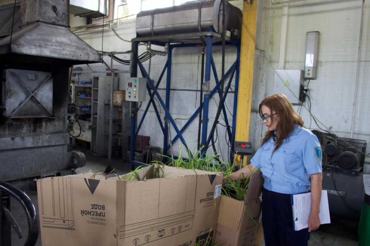 В Астане уничтожена партия декоративных растений, ввезенных с нарушением требований фитосанитарного законодательства