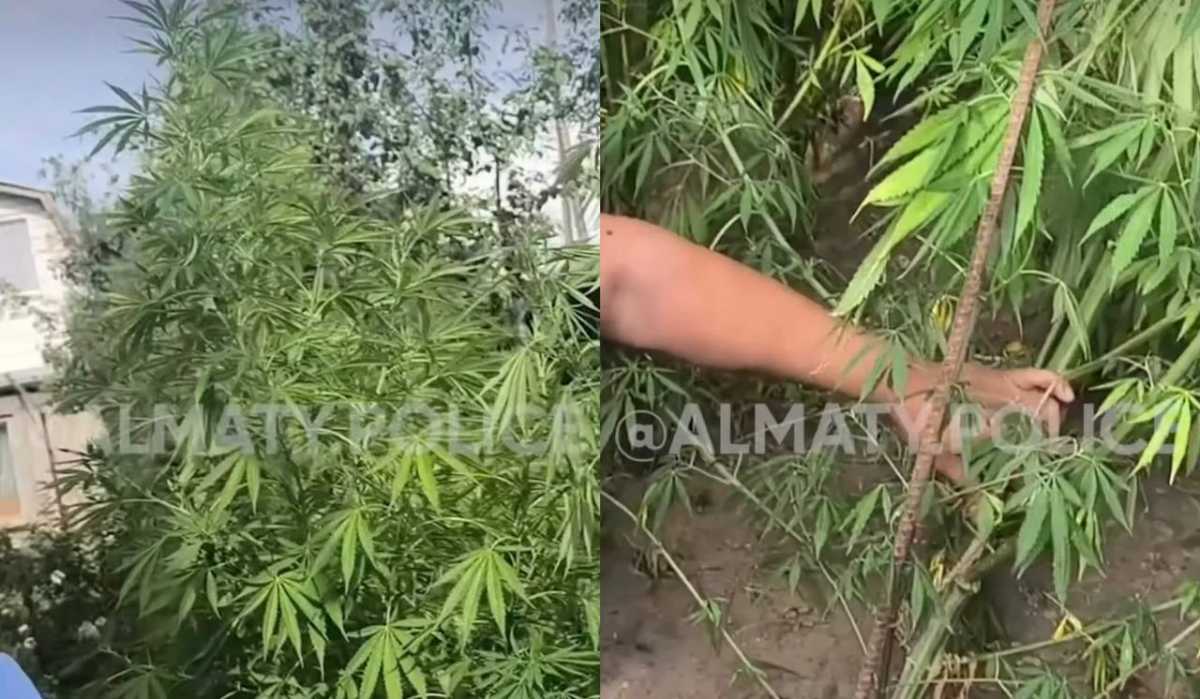Десятки кустов конопли обнаружили во дворе частного дома в Алматы