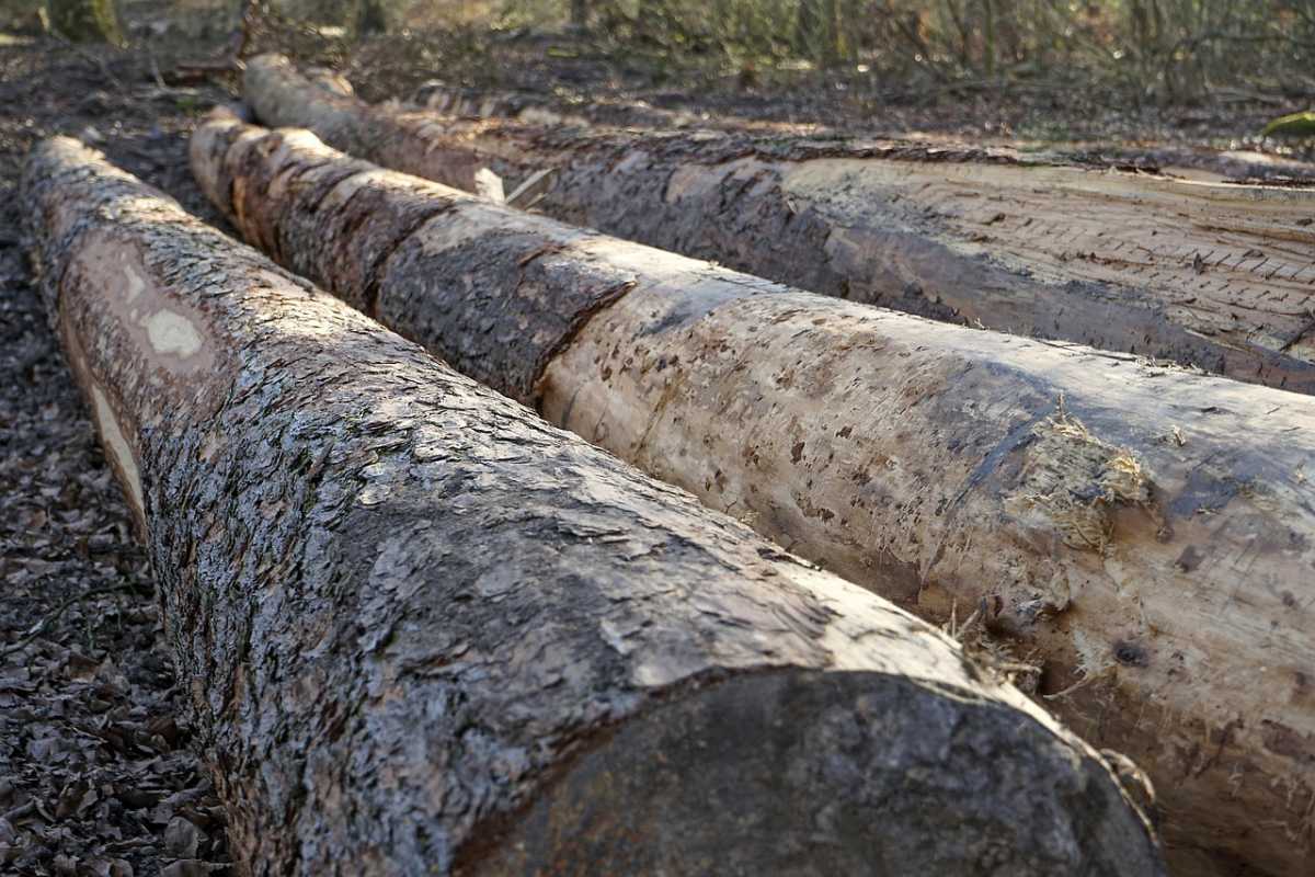 В области Абай пресечен ввоз карантинной древесины из Российской Федерации