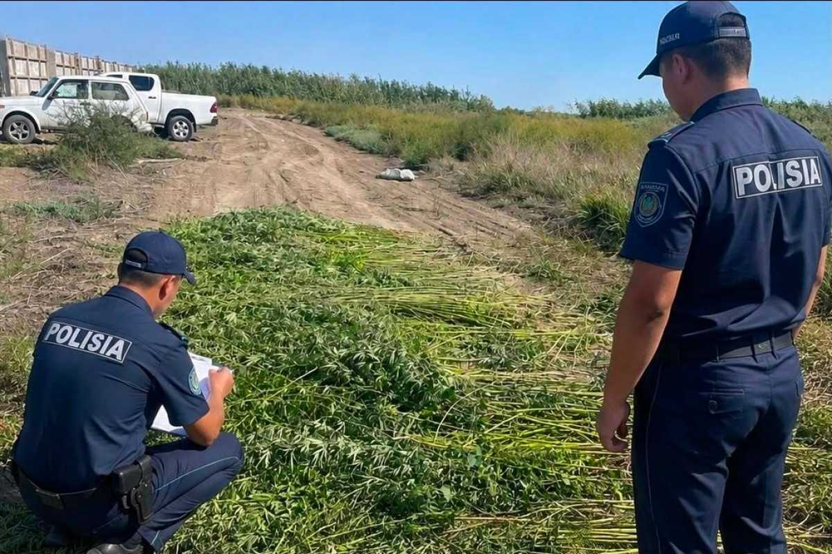 Более 10 тысяч кустов конопли уничтожили в Атырауской области