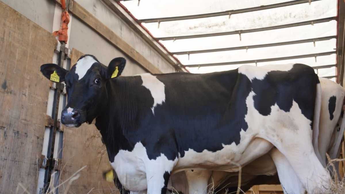 Очередная партия высокопродуктивного скота прибыла в Казахстан из Германии