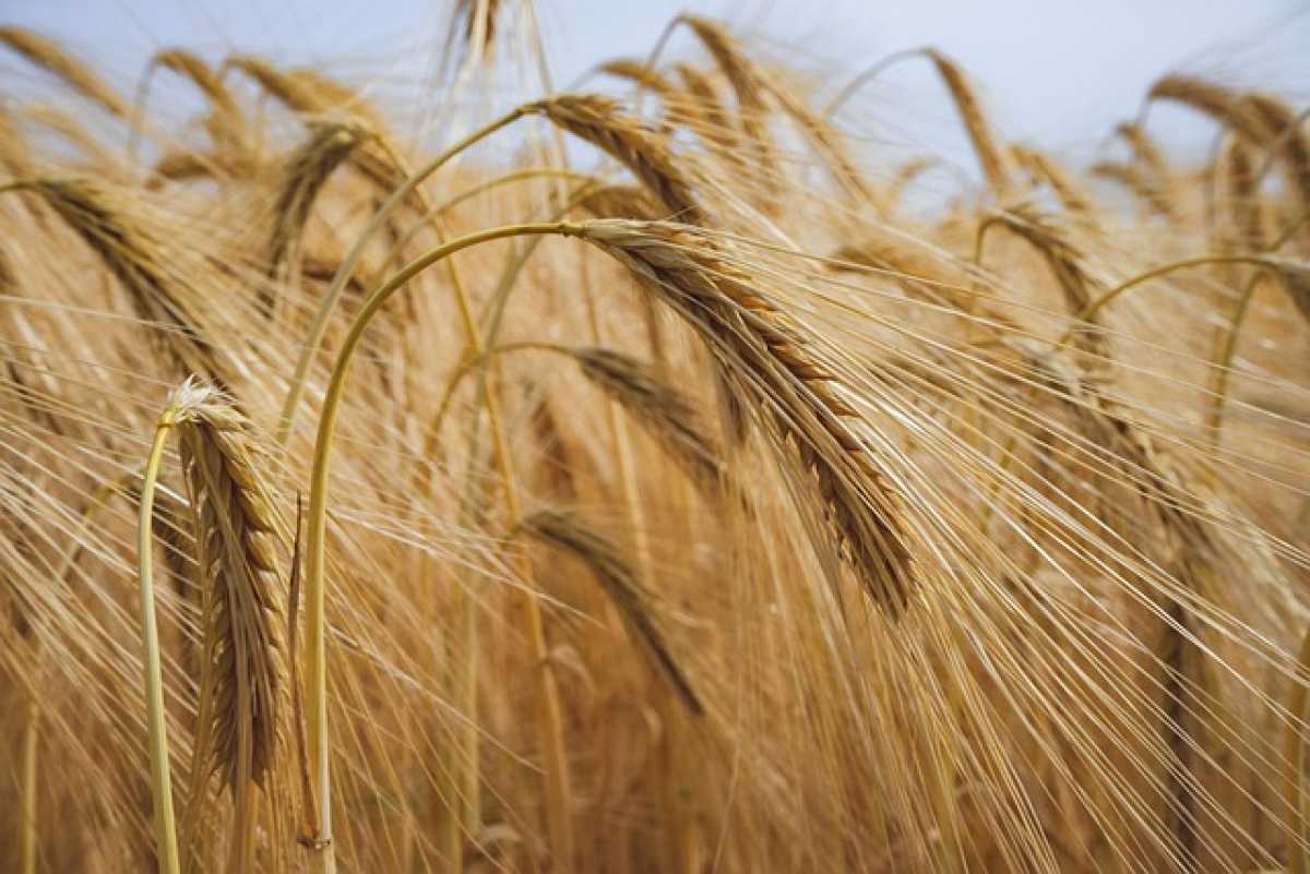 Более 113 тонн зараженной сельхозпродукции не допущено на рынок Казахстана
