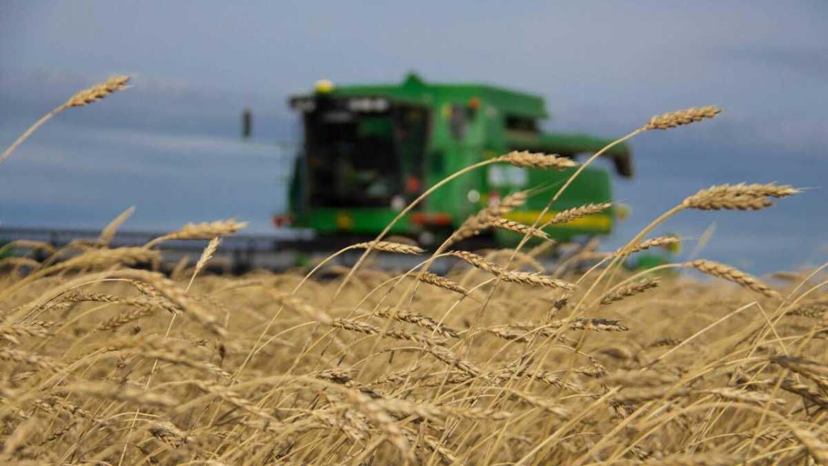 Уборочная кампания в Казахстане: аграрии намолотили 7,7 млн тонн зерна