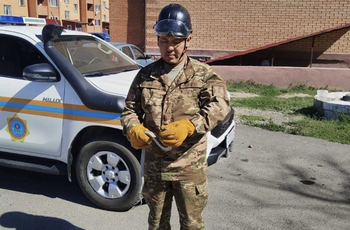 Незванный гость: змею отловили возле дома в Карагандинской области