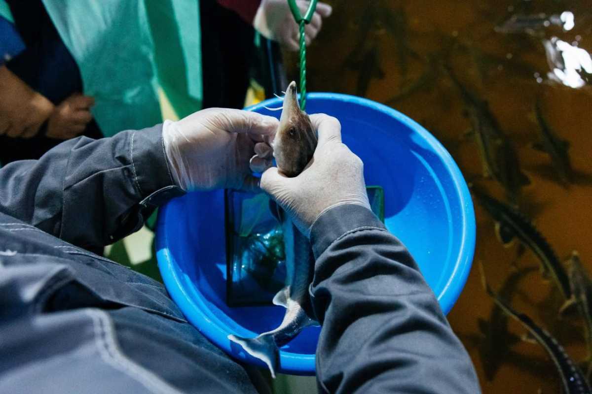 В Атырауской области наращивают объемы вылова и экспорта рыбной продукции