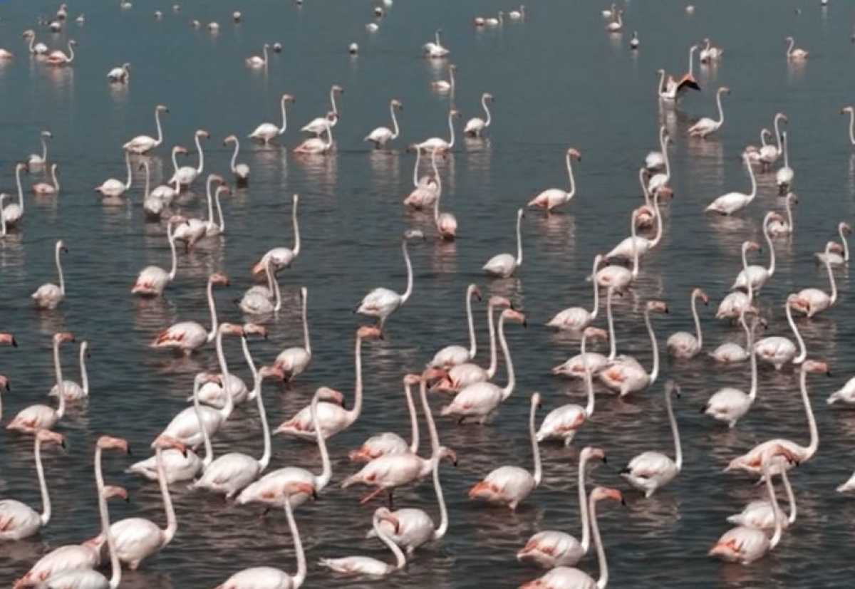 40 млн кубометров воды направили в Коргалжынский заповедник для сохранения мест обитания фламинго