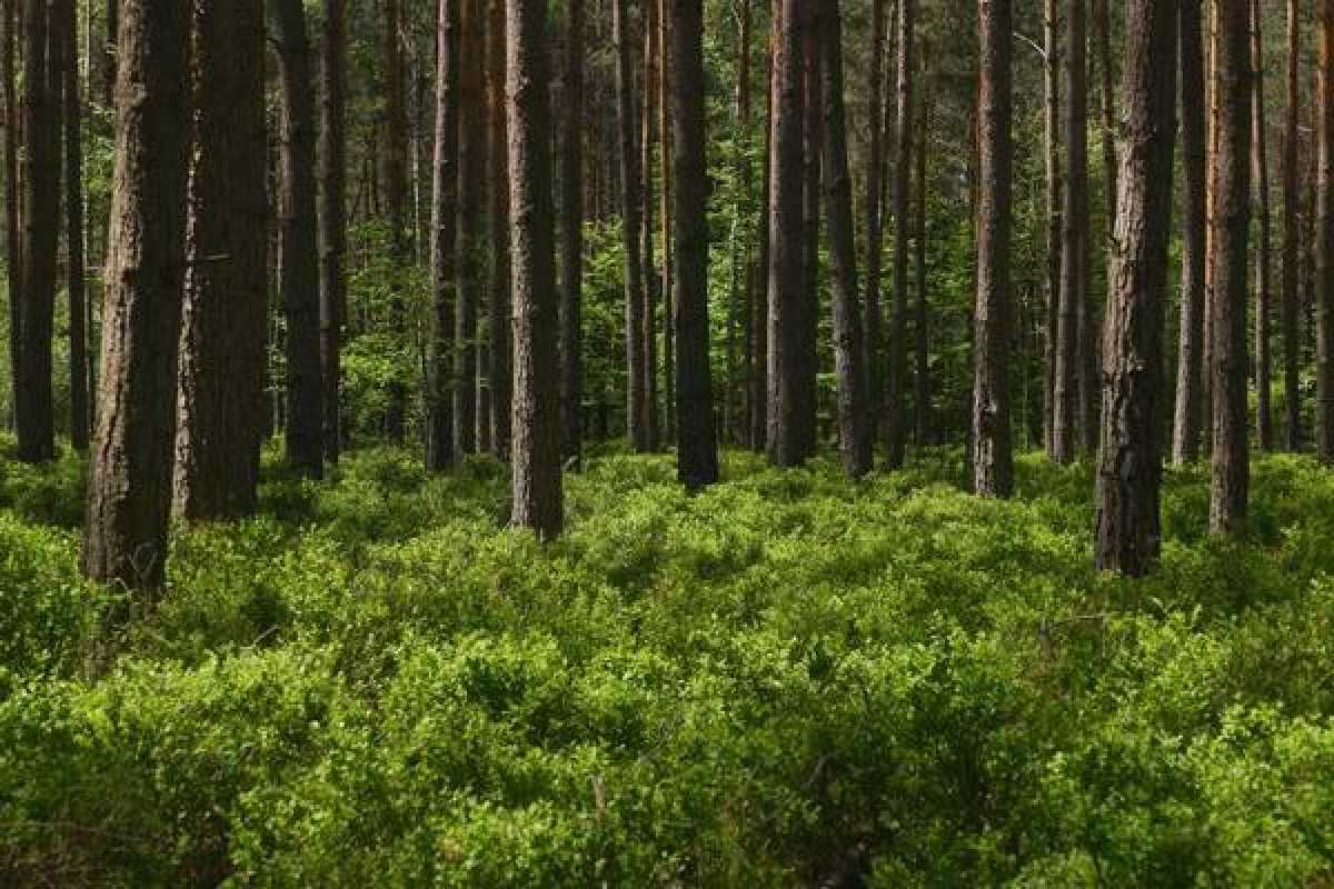 Земли лесного фонда стоимостью более 200 млн тг вернули государству в Костанайской области