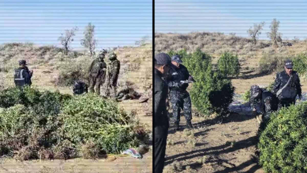 Спецоперация в Жамбылской области: ликвидирована крупная плантация конопли