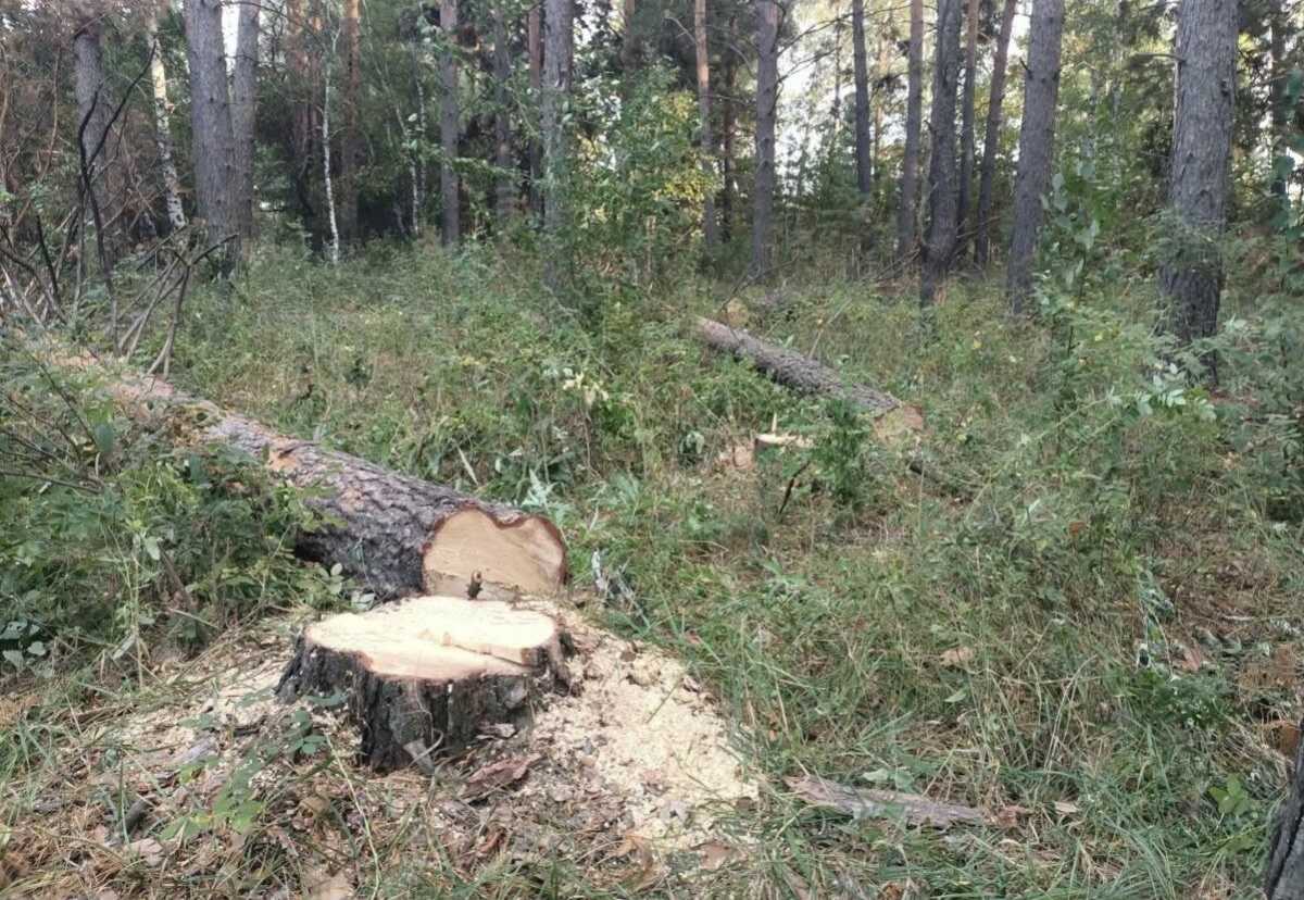 Более 500 сосен и берёз незаконно вырубили в Акмолинской области