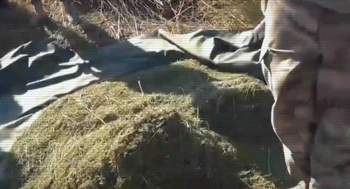 Крупные схроны с марихуаной обнаружили в Жамбылской области