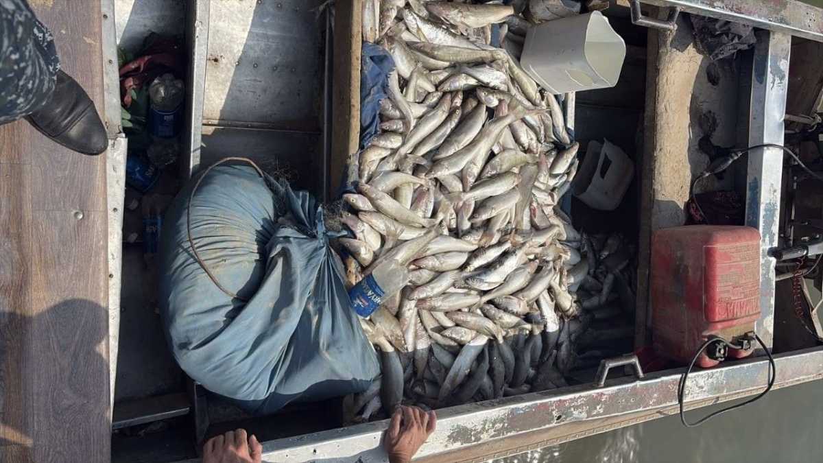 Более 260 кг рыбы изъяли у браконьеров в Туркестанской области
