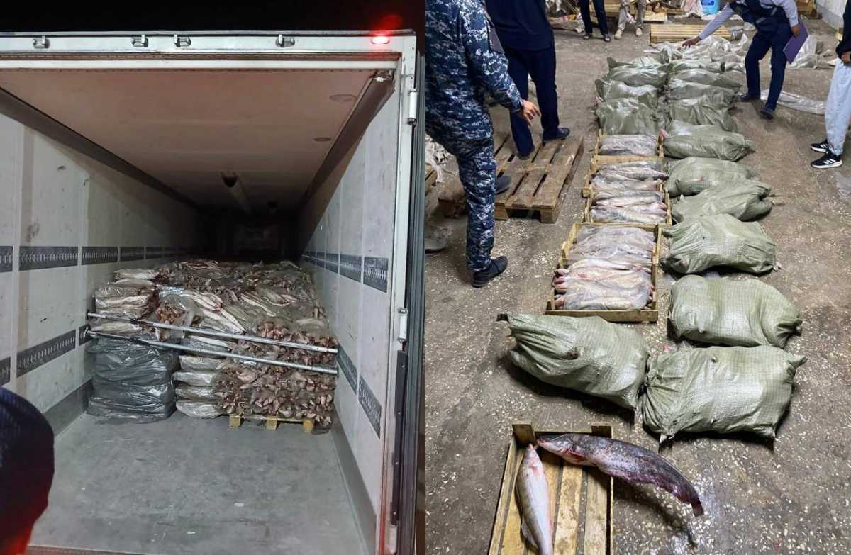 Более 17 тонн рыбной продукции изъяли в Атырауской области