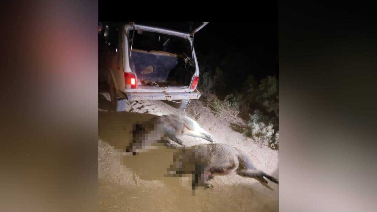 Две туши кабана обнаружили в машине во время рейда в Туркестанской области