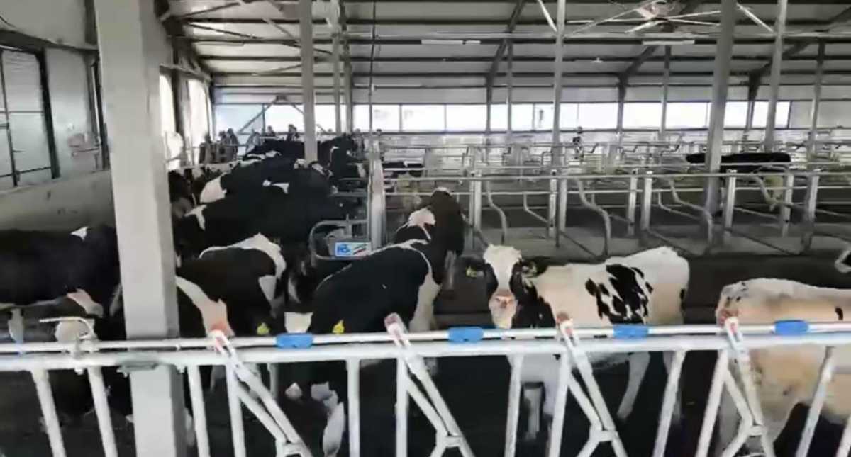 В Казахстане обновляют племенное поголовье для увеличения производства молока и мяса