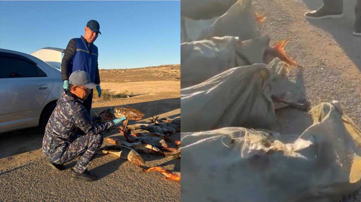 Более 136 кг рыбы обнаружили в багажнике авто в Мангистауской области