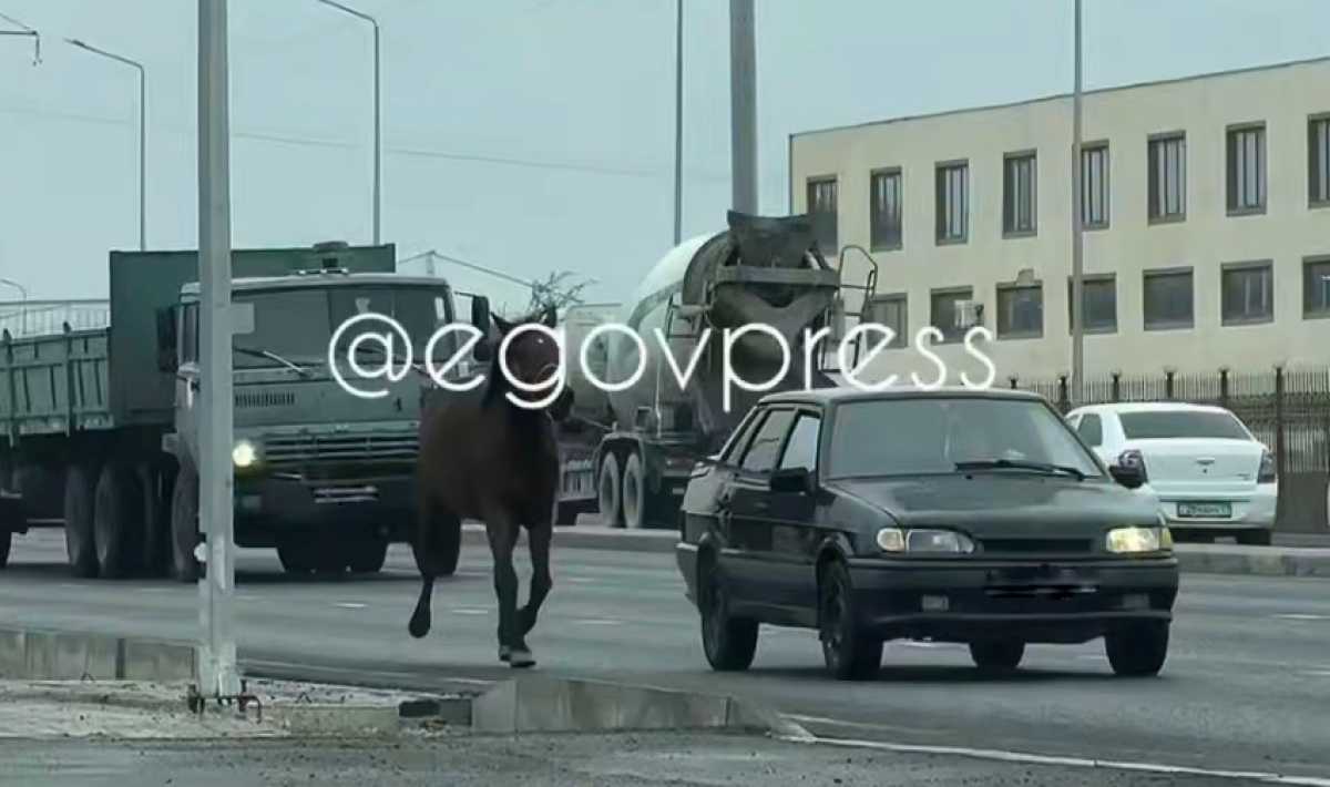 Привязал лошадь к машине и заставлял бежать: водителя наказали в Шымкенте